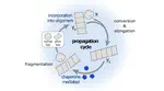 Measuring prion propagation in single bacteria elucidates mechanism of loss